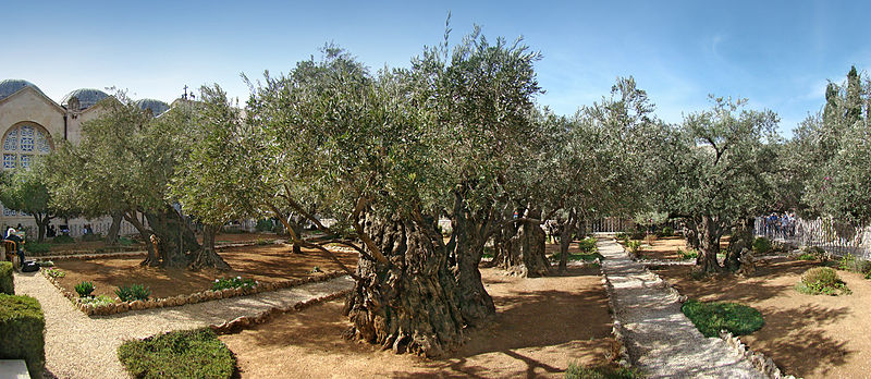 Day three: Mountain of Olives and Garden of Gethsemane